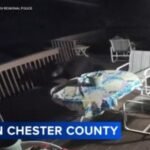 Black bear sightings reported across Chester County neighborhoods