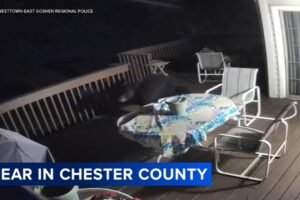 Black bear sightings reported across Chester County neighborhoods