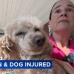 Motorcyclist flees after hitting woman and dog in South Philadelphia crosswalk