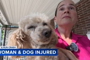 Motorcyclist flees after hitting woman and dog in South Philadelphia crosswalk