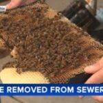 Beekeeper to harvest sewer honey after carefully removing beehive in South Philadelphia