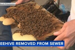 Beekeeper to harvest sewer honey after carefully removing beehive in South Philadelphia