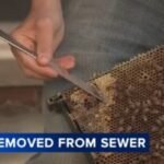 South Philadelphia neighbors sample 'sewer honey' after beekeeper relocates hive