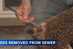South Philadelphia neighbors sample 'sewer honey' after beekeeper relocates hive