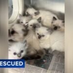 78 Ragdoll cats and kittens rescued by PSPCA from Lancaster County home