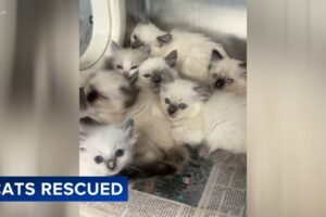 78 Ragdoll cats and kittens rescued by PSPCA from Lancaster County home