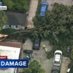 Tree falls in East Mount Airy after overnight storms in Philadelphia region