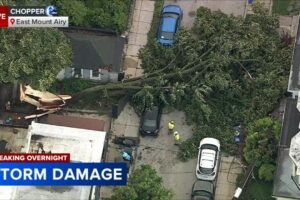 Tree falls in East Mount Airy after overnight storms in Philadelphia region