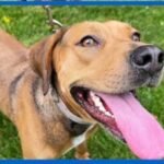 Shelter Me: Meet Mandy from All Mutts Matter Rescue