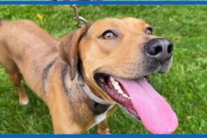 Shelter Me: Meet Mandy from All Mutts Matter Rescue