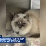 Recently rescued Ragdoll cats available for adoption from Pennsylvania SPCA