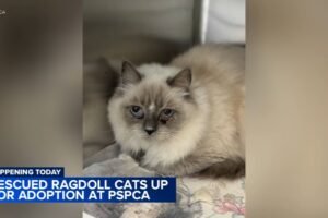 Recently rescued Ragdoll cats available for adoption from Pennsylvania SPCA
