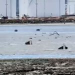 Dozens of apparent shopping carts stuck in marsh along San Francisco Bay: 'How did they get there?!'