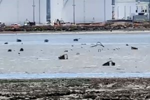 Dozens of apparent shopping carts stuck in marsh along San Francisco Bay: 'How did they get there?!'