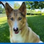 Shelter Me: Meet Mr. Fox, a social and playful pup ready for his next chapter