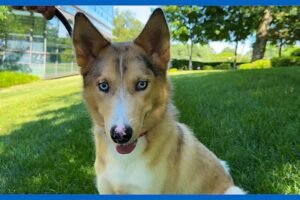 Shelter Me: Meet Mr. Fox, a social and playful pup ready for his next chapter