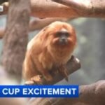 World Cup Spirit at The Philadelphia Zoo