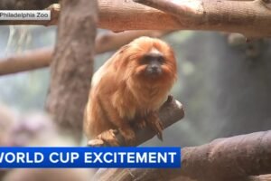 World Cup Spirit at The Philadelphia Zoo