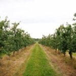 Central Pa. fruit farmers cope with damaged crops from April freeze