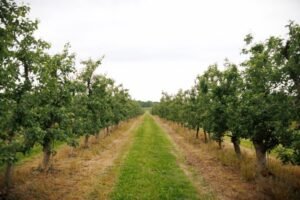 Central Pa. fruit farmers cope with damaged crops from April freeze