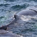 Entangled humpback whale freed from fishing gear off Mass. coast