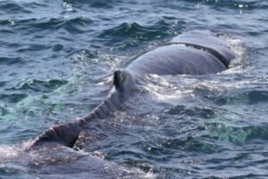 Entangled humpback whale freed from fishing gear off Mass. coast