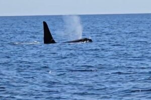 ‘Old Thom,’ iconic solitary orca, spotted by Cape Cod fishermen
