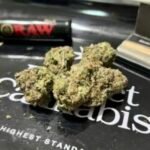 High-potency cannabis fuels state debates over psychosis and addiction risks