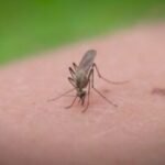 West Nile detected in Brown County mosquito pool