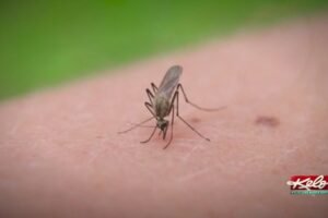 West Nile detected in Brown County mosquito pool