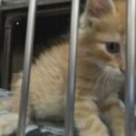 Sioux Falls Area Humane Society packed with pets