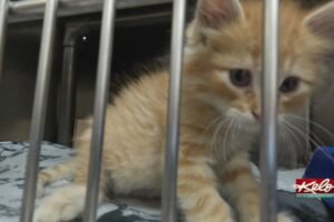 Sioux Falls Area Humane Society packed with pets