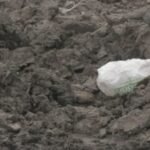 The problems posed by plastic bags