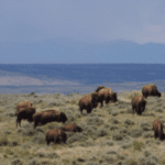 Conservationists appeal Trump admin’s plan to evict bison from Montana public land