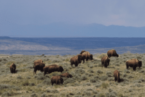 Conservationists appeal Trump admin’s plan to evict bison from Montana public land