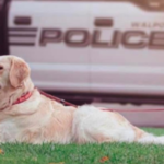 Walpole police community resource dog dies in ‘tragic accident,’ department says
