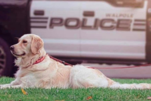 Walpole police community resource dog dies in ‘tragic accident,’ department says