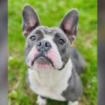 Foster dog stolen during Saugus hike found dead in pond, rescue says