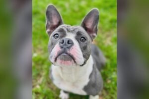 Foster dog stolen during Saugus hike found dead in pond, rescue says