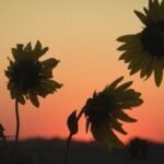 When will summer return in KELOLAND?