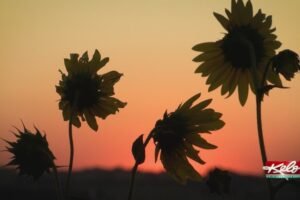 When will summer return in KELOLAND?