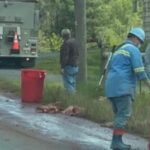 Meat plant spreads 1000s of gallons of blood on fields, fouling Pa. town's water