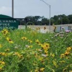 Pennsylvania Turnpike wants to turn roadside land into pollinator habitat