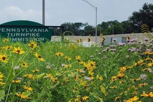Pennsylvania Turnpike wants to turn roadside land into pollinator habitat