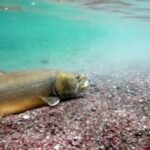 New web tool lets fish predict river conditions