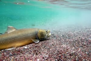 New web tool lets fish predict river conditions
