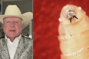 Texas ag commissioner slams USDA screwworm response