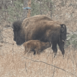 Custer State Park bison, is now getting relocated after fatal incident