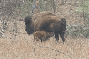 Custer State Park bison, is now getting relocated after fatal incident