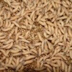 What you need to know about the flesh-eating New World screwworm
